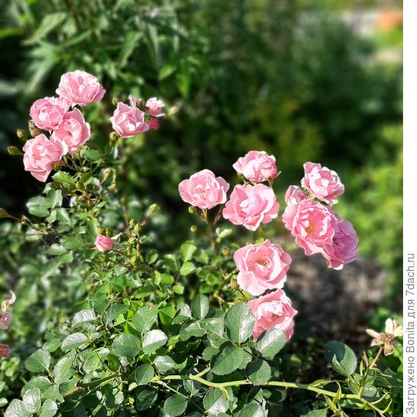У розочки вторичное цветение