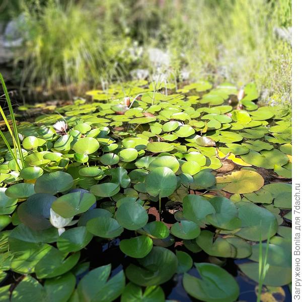 Нимфеи пока цветут, но уже по 2-3 цветка в день