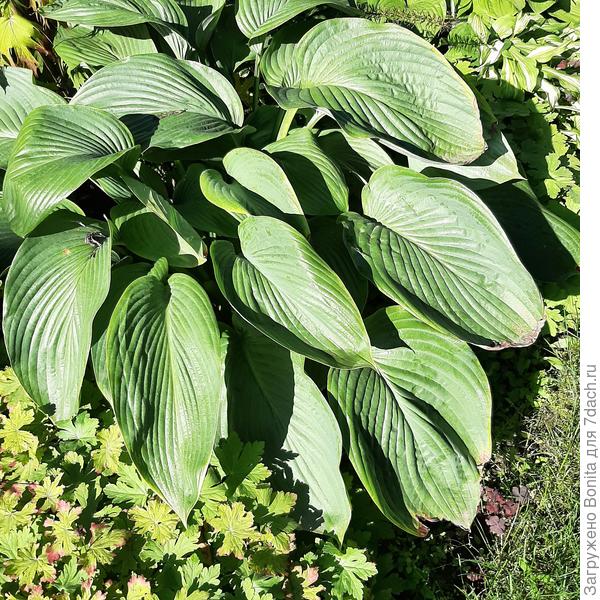 Вот здесь есть признаки (не на нижних листьях, это муж газонокосилкой задел)