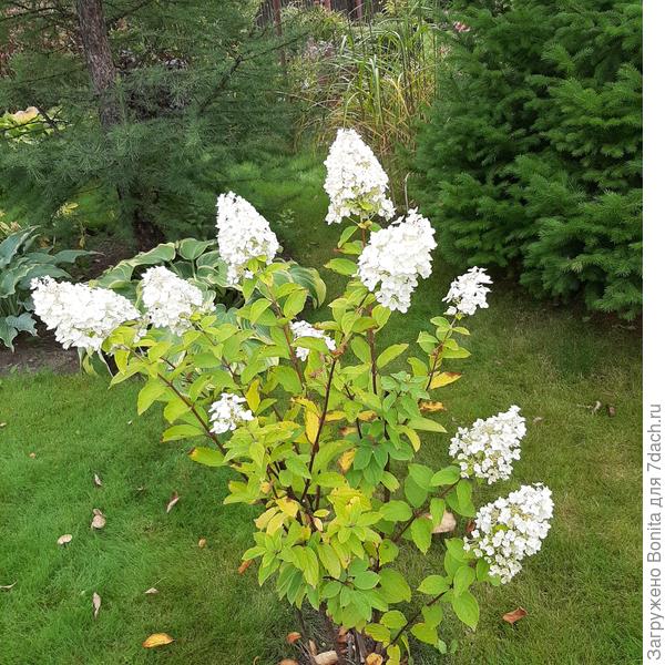 Медикам Мунлайт