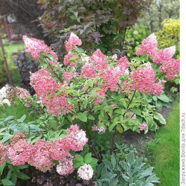 Ванила Фрейз