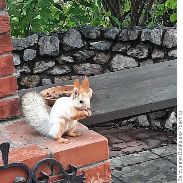 Две белки уже в серых шубках. И только эта альбинос.