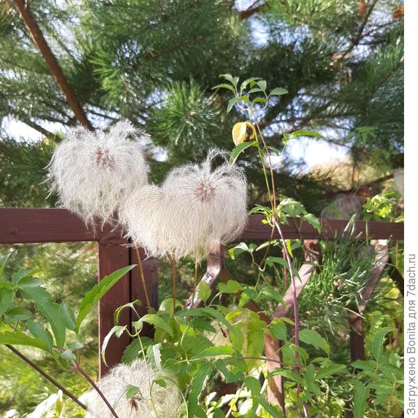 Вот тангутский уже отцвел