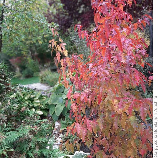 Клён Гиннала ещё не сбросил листья