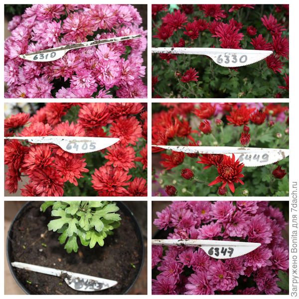 (на ножиках подписала номера сортов из каталога)