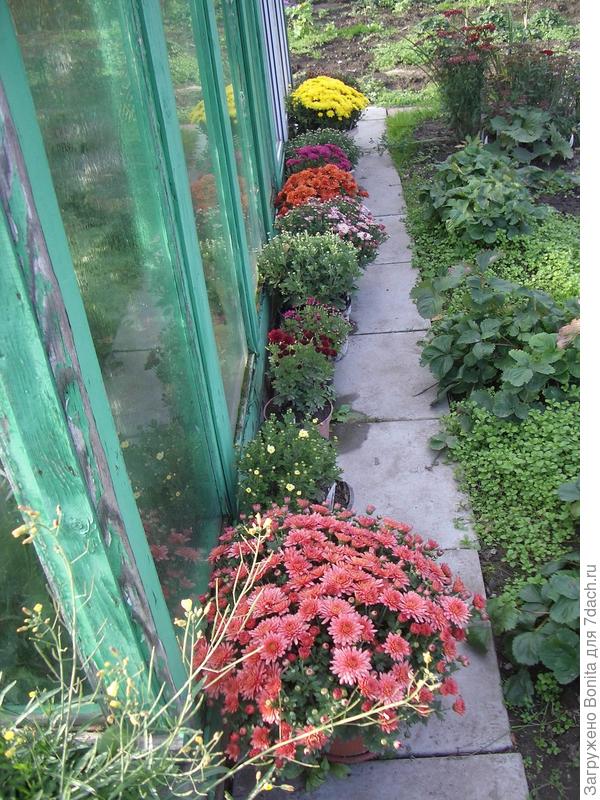 Приготовлены в теплицу, видно, что не все успели процвести