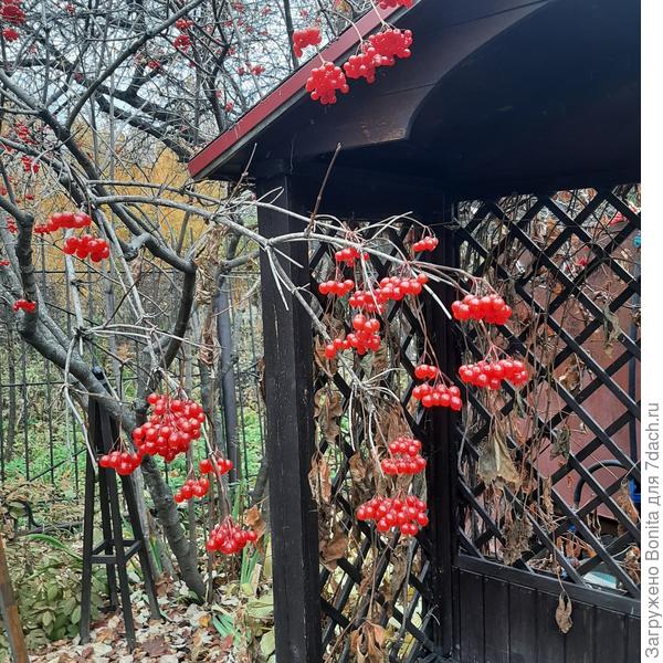 В отличие от обычной калины. Калина Шукшинская. Её мы собираем, и я делаю джем.