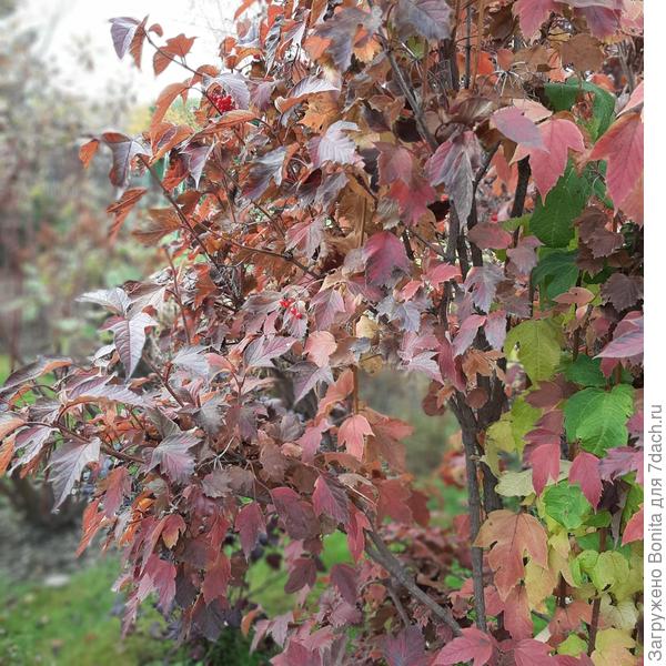 Калина Соржента пока и не думает сбрасывать листья