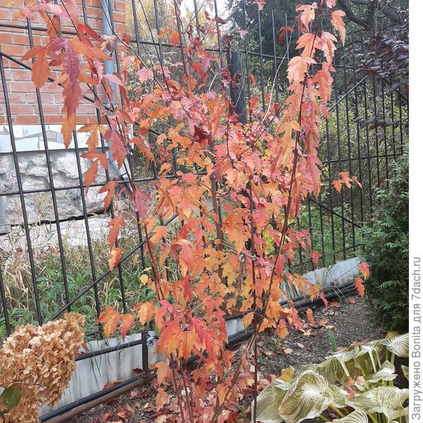 Клён Гиннала