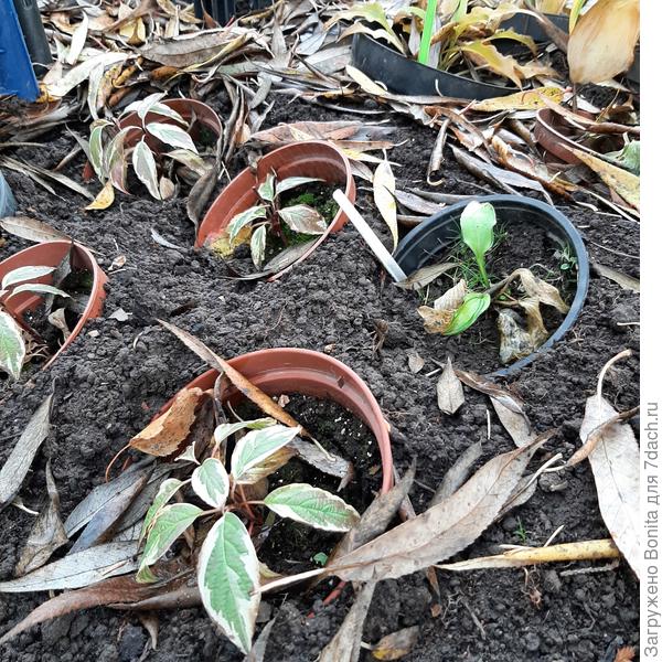 Это молодые черенки дерена и молодой отросточек мини-хосты. Горшки прикопаны так, чтобы дно было направлено в сторону, откуда преимущественно идут косые дожди.