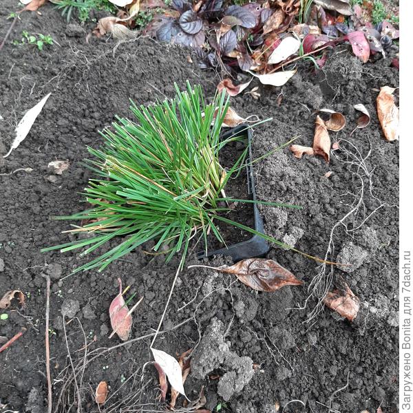 Это уже взрослое растение, но не успела для него подготовить место, будет вот так прикопанное в горшке без укрытиязимовать