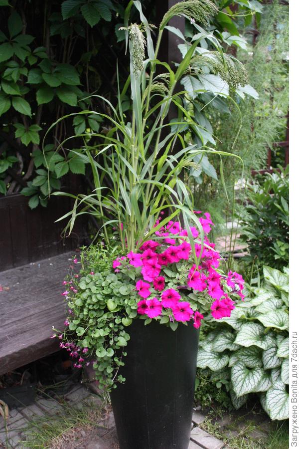 Высота контейнера где-то 80см, просо еще выше. Это начало июля