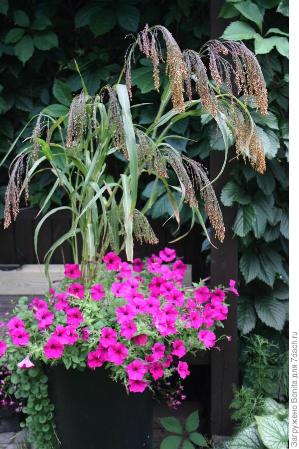 А это через месяц тот же контейнер, колосья уже покоричневели