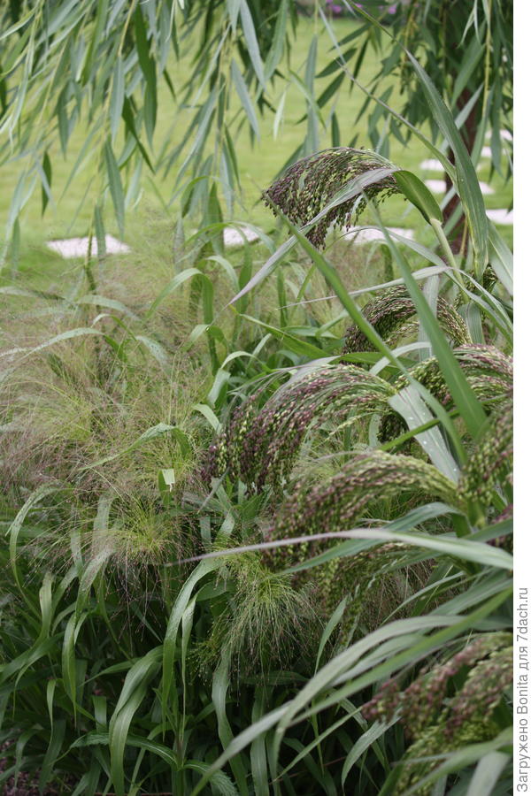 Если сравнивать его по высоте с просом изящным (вроде тоже вижу на пакете с семенами), то изящное примерно 60см