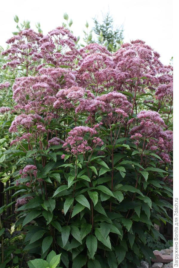 Вырастает мощным, широким, это один экземпляр