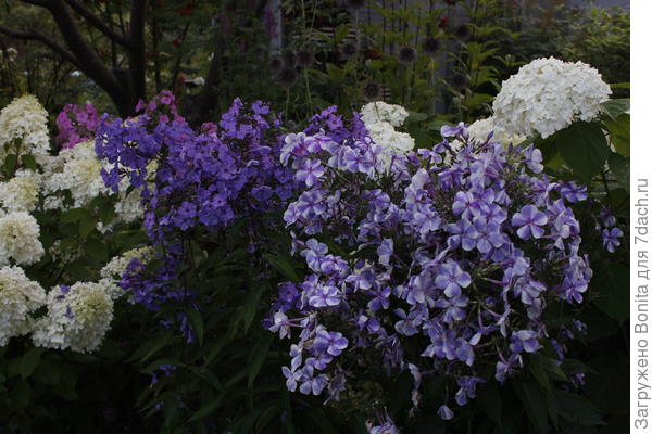 Вечером, слева Blue Paradise