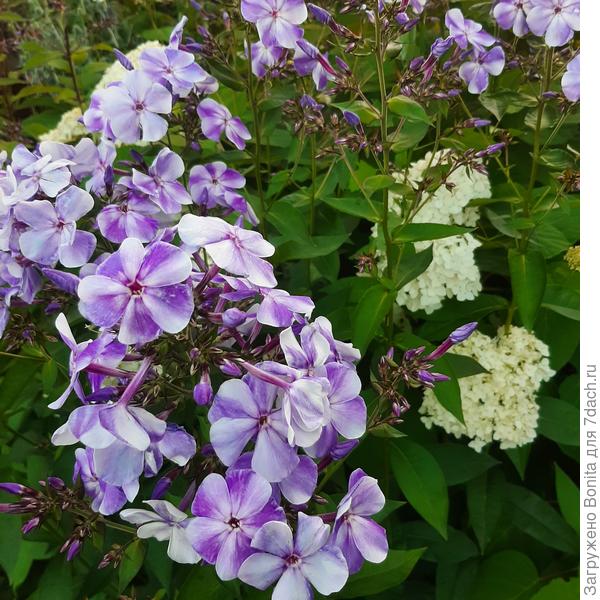 Это Гжель днем