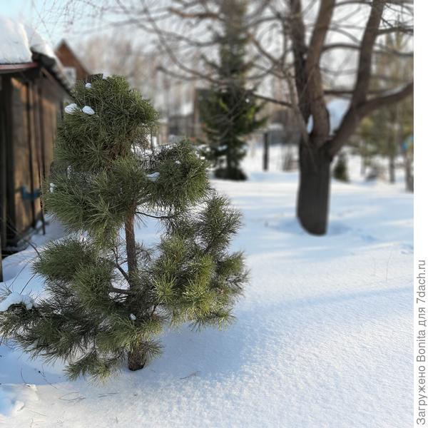 Любимая щипаная сосенка