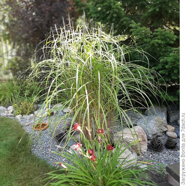 9.09.23 Начинает выпускать метелки