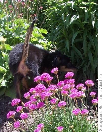 Как же это знакомо! Стараешься, фотографируешь цветочек, а потом видишь на фото )))