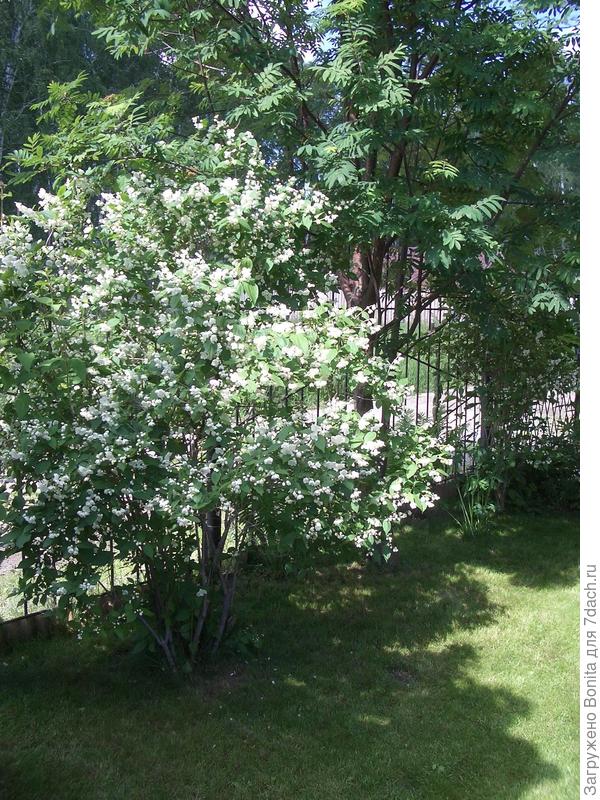 А это простой, за домом, которому солнце перепадает только вечером