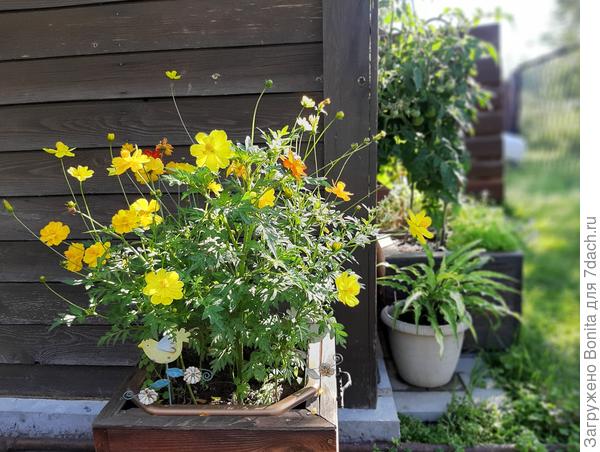 В контейнере, карликовая