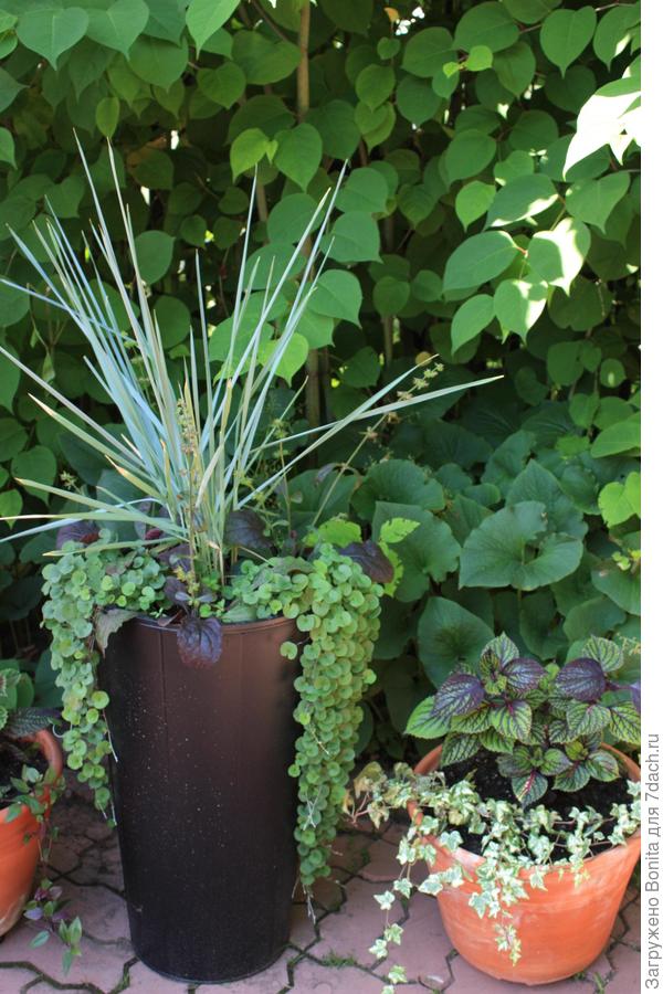 Вот в этом высоком черном примерно наполовину пенопласт, иначе его было бы не поднять. И в гляняном рядом тоже пенопласт в качестве дренажа.