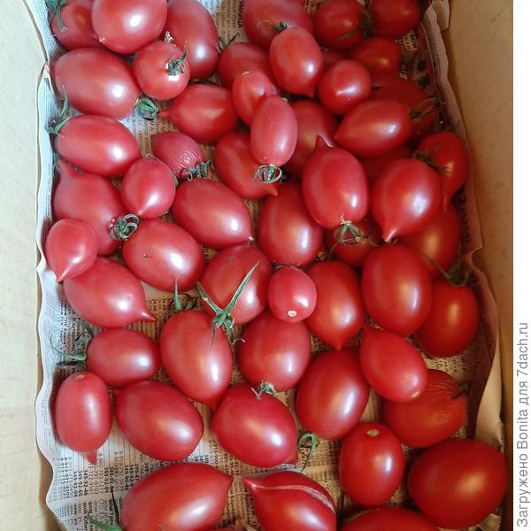 Я выращивала подобный томат Малиновое пламя от Партнера, но сейчас семена очень подорожали (платить под 300р. за несколько семян не хочу) Наверняка можно найти аналог.
