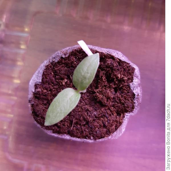 Здесь уже оставлен только один