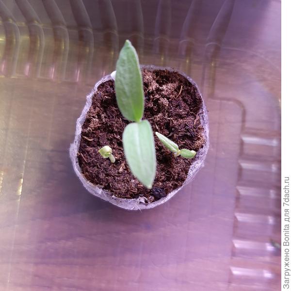 Вот всходы баклажана из пророщенных семян. Видно, что самый первый по центру самый мощный, и два других по бокам