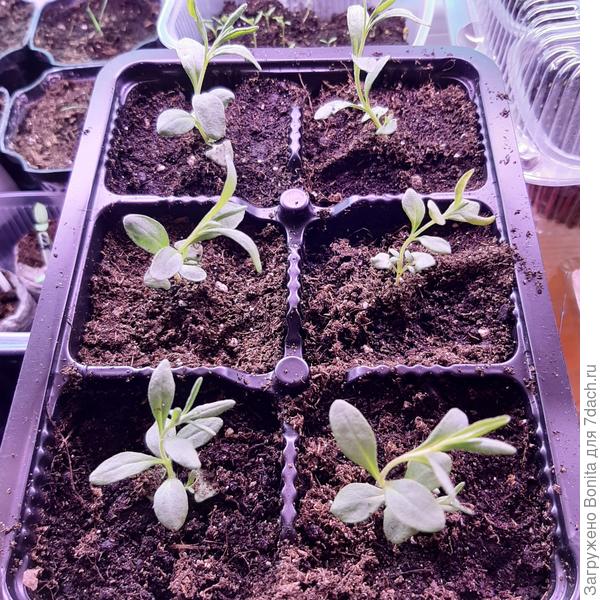 После пикировки по отдельным ячейках, ещё до прищипки