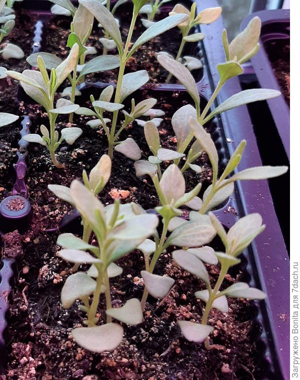 До пикировки, тоже видно семядольный листик