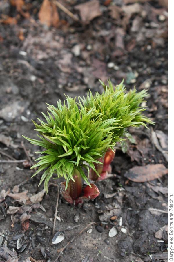 Всходы Пиона уклоняющегося