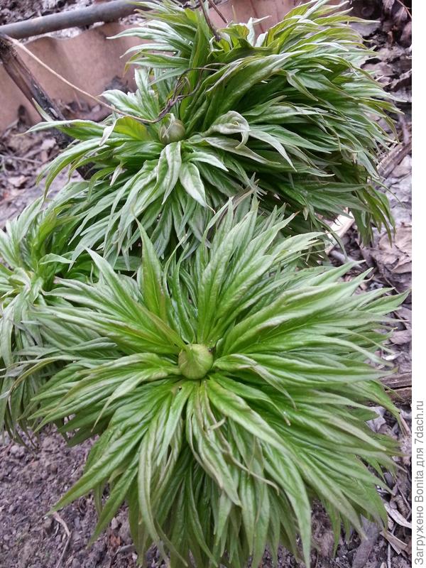 Бутоны Пиона кулоняющегося