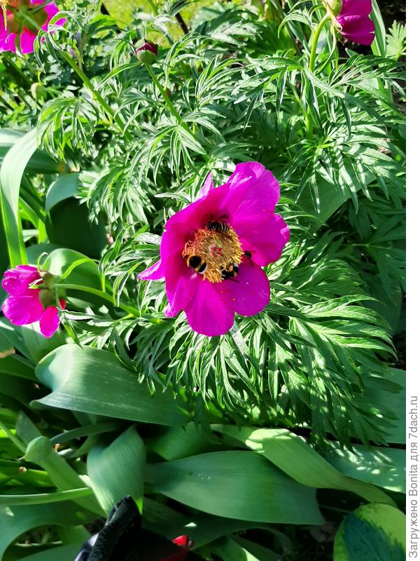 Цветущий куст Пиона уклоняющегося (Марьин корень)