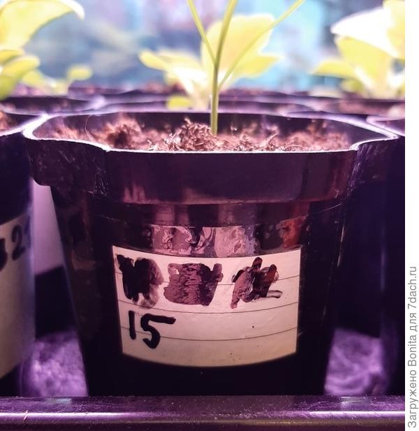 На этом горшочке уже четвертая надпись, значит наклейке и надписи уже точно не один год