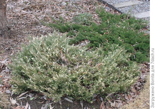 Можжевельник горизонтальный Andorra Variegata