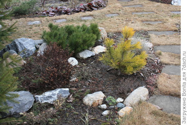 Сосна горная форма Мугус (Pinus mugo var. mughus)