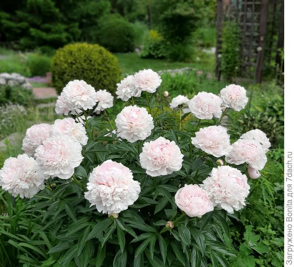 Пион Сара Бернар