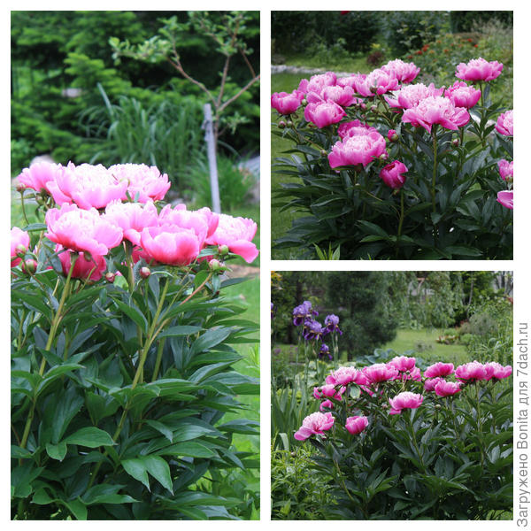 Неизвестный