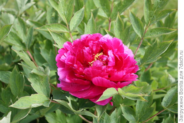 2024 - раскрылся единственный бутон на новом месте