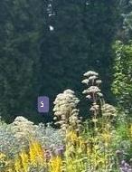 6 - лабазник