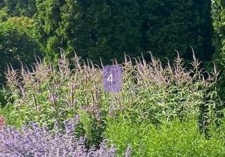 4 - вероникаструм