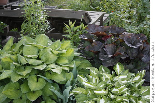 Начало июня