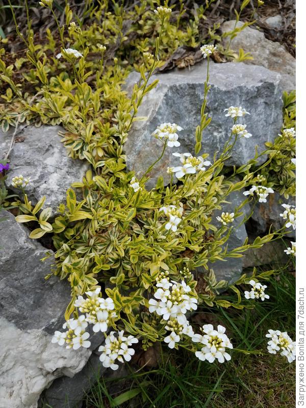 Арабис Фердинанда у меня тоже среди камней обитает