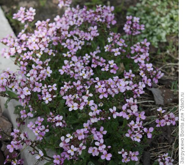 Арабис Альпийский Розеа