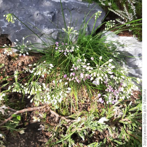 Какой-то маленький альпийский лучок, очень нежный