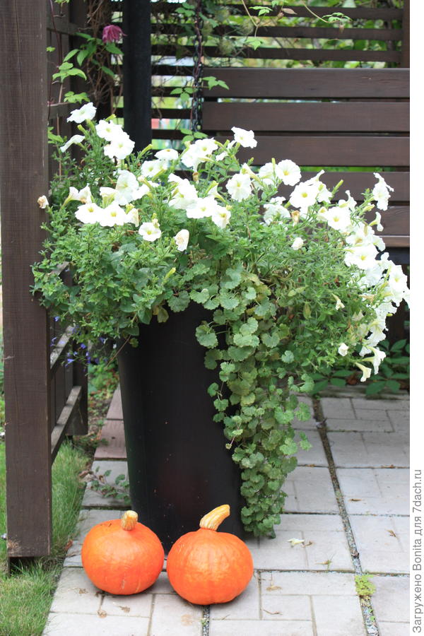 Тыковки, которые росли на компостнике, созрели