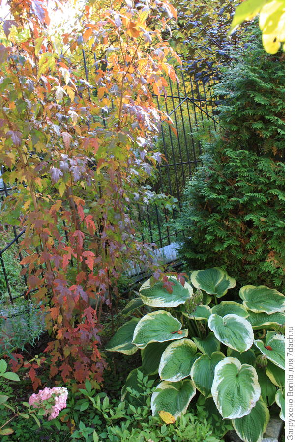 Клен Гиннала только начал розоветь