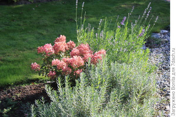 Гортензия Бобо все ярче.